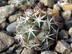 Bartschella schumannii v. globosa PP 1090