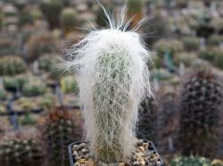 Cephalocereus senilis