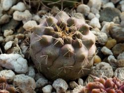 Copiapoa mollicula FR 525