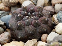 Copiapoa barquitensis HNS 151