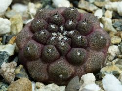 Copiapoa barquitensis WM 030