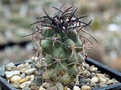 Copiapoa coquimbana RUS 200