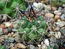Copiapoa coquimbana v. armata BCHK 1433