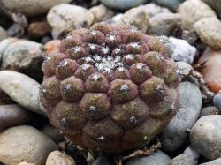 Copiapoa hypogaea WM 148