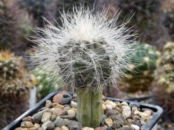 Copiapoa krainziana JN 2054