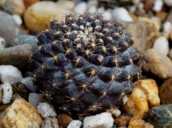 Copiapoa tenuissima