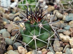 Copiapoa vallenarensis RUS 203