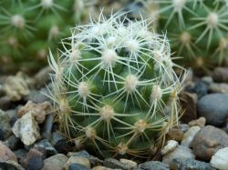 Coryphantha compacta IDD 2017