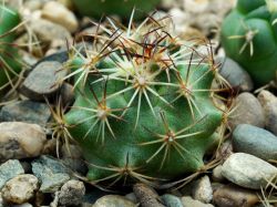 Coryphantha delaetiana L 1230