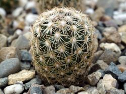 Coryphantha delicata GM 471