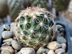 Coryphantha echinus SB 391