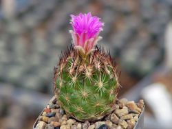 Coryphantha hesterii SB 430