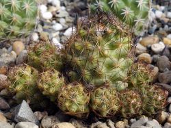 Coryphantha hesterii SB 430