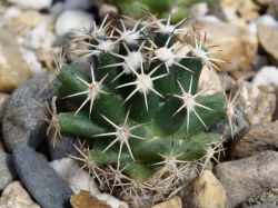 Coryphantha hintoniorum GM 1040