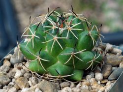 Coryphantha maiz-tablasensis