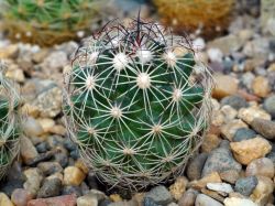 Coryphantha neglecta CZ 053