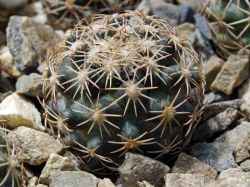 Coryphantha obscura SB 714