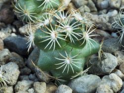 Coryphantha potosiana PAR 15