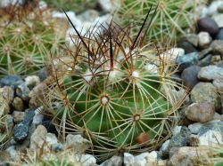 Coryphantha pusilliflora