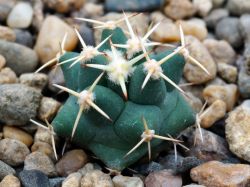 Coryphantha scheeri SB 843