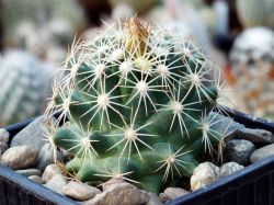Coryphantha sulcata SB 389