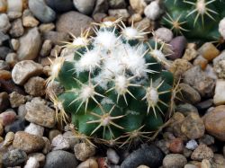 Coryphantha tripugionacantha