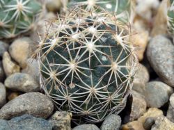 Coryphantha wohlschlageri PAN 128
