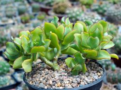 Crassula arborescens 'Blue Bird'