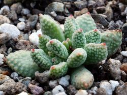 Crassula ausensis ssp. titanopsis