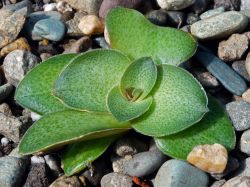 Crassula hemisphaerica
