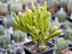 Crassula ovata 'Hobbit'