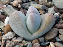 Dinteranthus microspermus