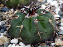 Discocactus crystallophilus HU 582