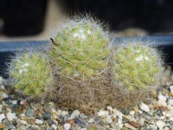 Dolichothele baumii #1