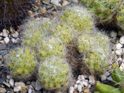 Dolichothele baumii #3