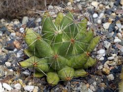 Dolichothele longimamma