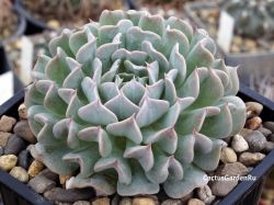 Echeveria 'Pinwheel Revolution'
