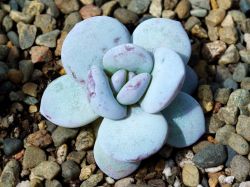 Echeveria laui