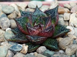 Echeveria purpusorum