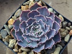 Echeveria shaviana