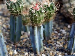 Echinocactus texensis, Cuatro Cienegas