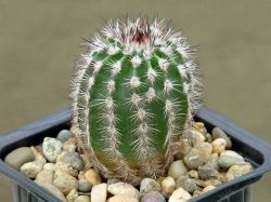 Echinocereus armatus PP 22
