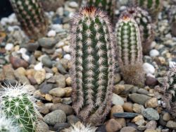 Echinocereus armatus PP 22