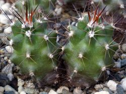 Echinocereus coccineus v. gurneyi BW 54 Двухголовый