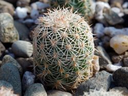 Echinocereus dasyacanthus v. ctenoides MAO 0044