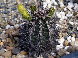 Echinocereus davisii