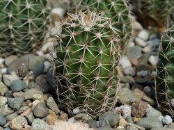 Echinocereus fendleri SB 134