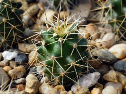 Echinocereus fendleri v. kuenzleri SB 353