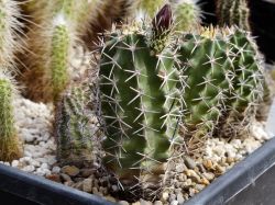 Echinocereus fendleri v. kuenzleri SB 353