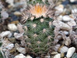Echinocereus fitchii SB 861